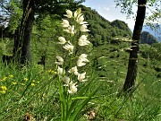 43 Cephalanthera longifollia (Cefalantera maggiore) con vista sul Monte Zucco 